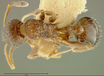 Media type: image; Entomology 21029   Aspect: habitus dorsal view